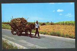 Barbades - West Indies - Native Mule Cart - Barbades