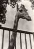 Girafe , Carte Envoyee A Un Docteur Par Genoline - Giraffen