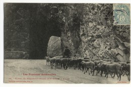 Transhumance D'un Troupeu De Moutons.TUNNEL De KERCABANAC .Route De St Girons à Aulus - Viehzucht