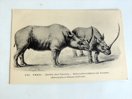 Carte Postale Ancienne : Rhinoceros Blancs Du Soudan - Rhinoceros