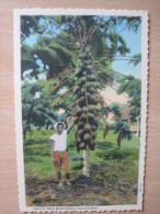 Papaye Tree With Fruit, Philippines - Filipinas