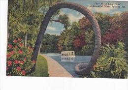 Florida Silver Springs The Horse Shoe Palm - Silver Springs