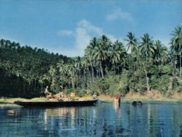 (310) Philippines - Coconut Harvest - Philippines