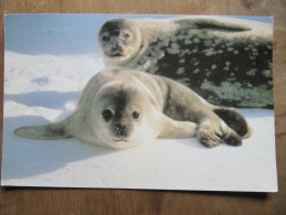 2-2928 Carte Phoque Seal    BAT British Antarctic Survey Brise Glace Grande Bretagne Antarctique No TAAF - Faune Antarctique