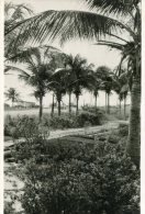 Aruba, Neth. Antilles - Palm Grove Rodgers Beach - Aruba