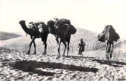 Afrique > Algérie-Ghardaïa Dans Les Dunes ( Editions:Photos Africaines 1157) *PRIX FIXE - Ghardaïa