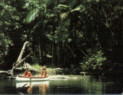 (130) Australia - QLD - Rainforest - Far North Queensland