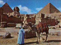 (106) Egypt - Giza Pyramid And Sphinx With Camel - Guiza