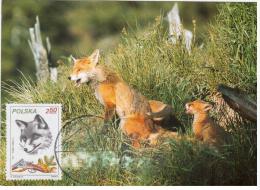 Poland 1982 Fox Fuchs Fauna, Canceled In Zakopane Animal - Maximumkaarten