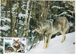 Poland 1990 Gray Wolf Dog Dogs Fauna Canceled In Zakopane Animal - Maximumkaarten