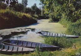 Cp , RÉGIONS , POITOU-CHARENTE , Cathédrale De Verdure , Petite Conche Dans La Venise Verte - Poitou-Charentes