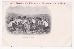 Cpa NICE Cueillette Des Roses Aux Dames De France Nouveautés Nice - 46 FR - Artigianato