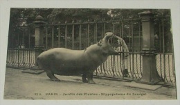 Paris - Jardin Des Plantes - Hippopotame Du Sénégal :::::: Animation - Animaux - Zoo - Ippopotami