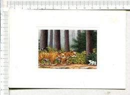 PLUME  Au Pays Des  TIGRES  -  D Après Aquarelle  - Ourson - Tigres