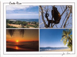 Costa Rica - Plage Tamarindo - Péroquet - Oiseaux - Singe - Costa Rica