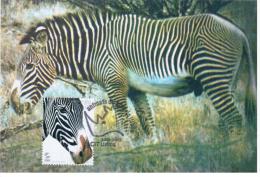 Portugal 2001 Fauna Zebra Rhino Rhinoceros Animal Mammal Horse - Maximum Cards & Covers