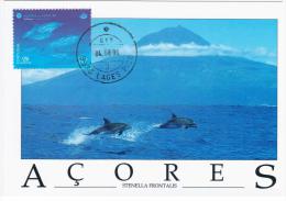 Portugal 1998 Fauna Dolphin Dolphins Animal Fish Fishes Marine Mamal Life - Dauphins