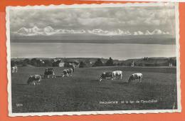 HA244, Provence Et Le Lac De Neuchâtel, 9633, Vaches, Plis, Circulée 1942 - Provence