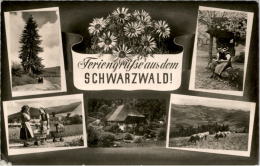 AK Schwarzwald, Poststempel Waldshut, Gel 1956 - Waldshut-Tiengen