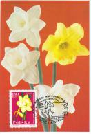 Poland 1986 Narcissus Flower Flowers Flora Plants In Wroclaw Canceled - Maximum Cards