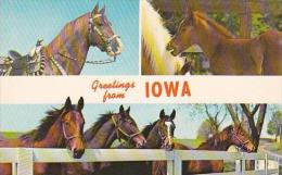 Iowa Greetings From Iowa - Otros & Sin Clasificación
