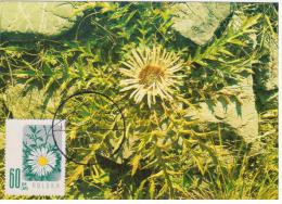 Poland 1986 Carlina Acaulis Carline Tatry Flower Flowers Flora Plants In Zakopane Canceled - Cartes Maximum