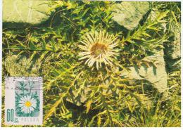 Poland 1984 Carlina Acaulis Carline Tatry Flower Flowers Flora Plants In Zakopane Canceled - Maximumkaarten
