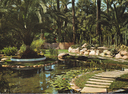 España--Elche--Lago Del Cura--Huerto De Rocalla - Bomen