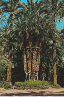 España--Elche--Huerto Del Cura--Palmera Imperial De Los Ocho Brazos - Arbres