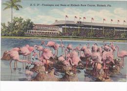 Florida Miami Hialeah Park Flamingos &amp  Nests - Miami