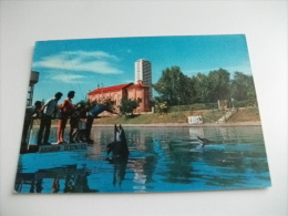 Delfini Aquarium  Cesenatico - Delfines