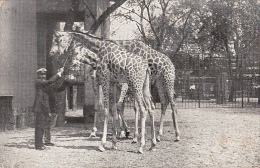 CPA GIRAFFES - Girafes