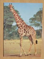 Giraffe - Giraffen