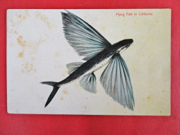 California >Flying Fish In California  Ca 1910 Not Mailed   Age Staining-   Ref 1029 - Long Beach