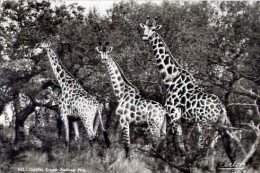 Giraffe - Kruger Nazional Park - Formato Grande Viaggiata Mancante Di Affrancatura - Giraffes