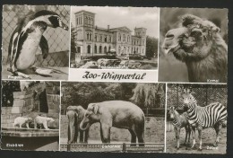 ZOO WUPPERTAL Zoo Gaststätte 1960 - Wuppertal