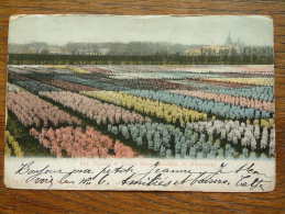 Ant. Roozen & Zoon's Bloemenvelden Te Overveen Anno 1901 ( Zie Foto Voor Details ) !! - Bloemendaal