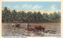 PHILIPPINES - HARROWING WITH CARABAO - Philippines