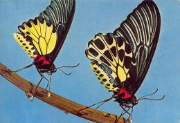 2 PAPILLONS Sur Une Branche - Papillons