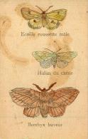 PAPILLONS Ecaille Roussette Mâle - Halias Du Chêne - Bombyx Buveur - Papillons