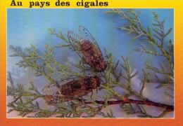 Au Pays Des CIGALES - Insects