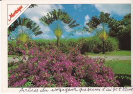 Francia--Martinique--Arbres Du Voyageur-pour, France - Alberi