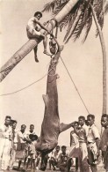 Iles Salomon - Pêche - Requin - Habitants Des Iles - CPA En Très Bel Etat (voir 2 Scans) - Solomon Islands