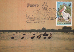 PELICANS,PELICANS IN DANUBE,1987,CM,CARTES MAXIMUM,MAXI CARD,ROMANIA. - Pélicans