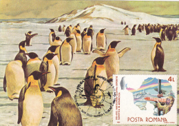 PINGOUINS & MANCHOTS,PENGUINS,CM,CARTES MAXIMUM,MAXICARD,1990,ROMANIA - Penguins