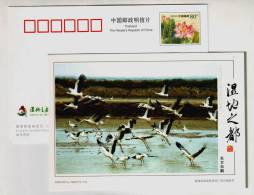 Oriental White Stork,China 2008 Capital Of Wetland Panjin Bird Paradise Landscape Advertising Pre-stamped Card - Ooievaars