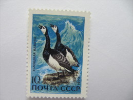 2-3097 Oiseau Arctique Bird  Polar Polaire Arktis Arctic Polare Artico Oie Goose Ganso Gans Polair Arctisch Ente Pato - Geese