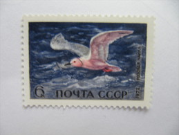 2-3096 Oiseau Arctique Bird  Mouette Gaivota Gabbiano Seagull  Zeemeeuw  Galeb Polar Polaire Arktis Arctic Polare Artico - Gansos