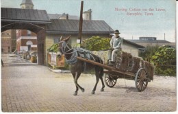 Memphis TN Tennessee, Moving Cotton On Levee With Cart Wagon, C1900s Vintage Postcard - Memphis