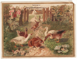 Grande Chromo Chocolat Aiguebelle Animaux De La Ferme Canards Oies Lapins Canetons - Aiguebelle